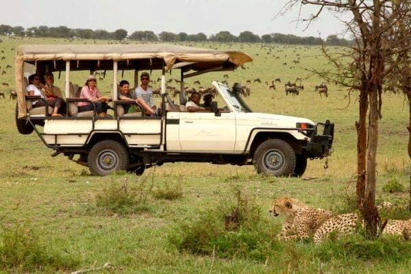 Guests in an open safari vehicle watching a cheetah resting in the grass beside it