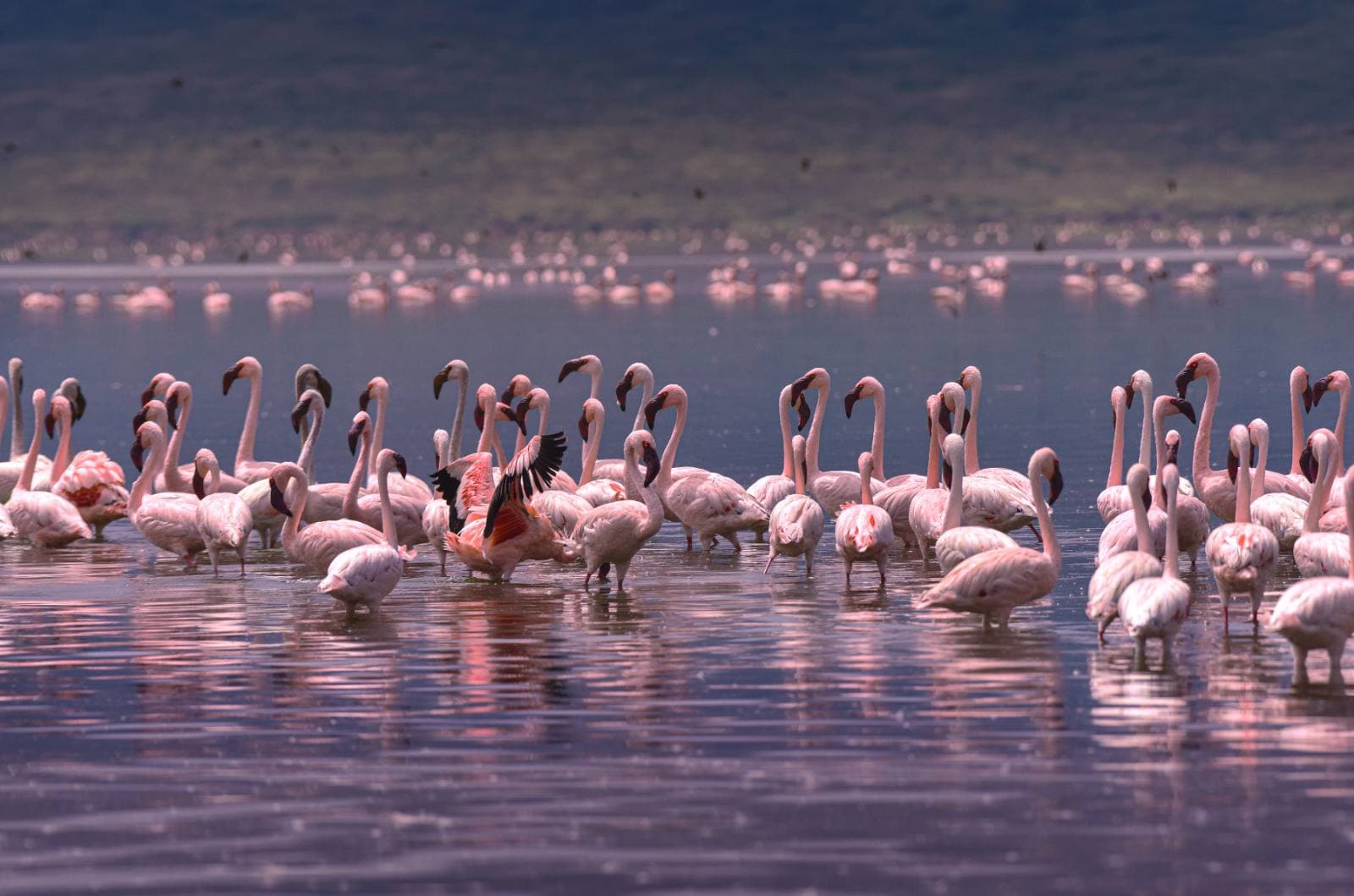 Groundwater forest and lake scenery below the Rift escarpment at Lake Manyara