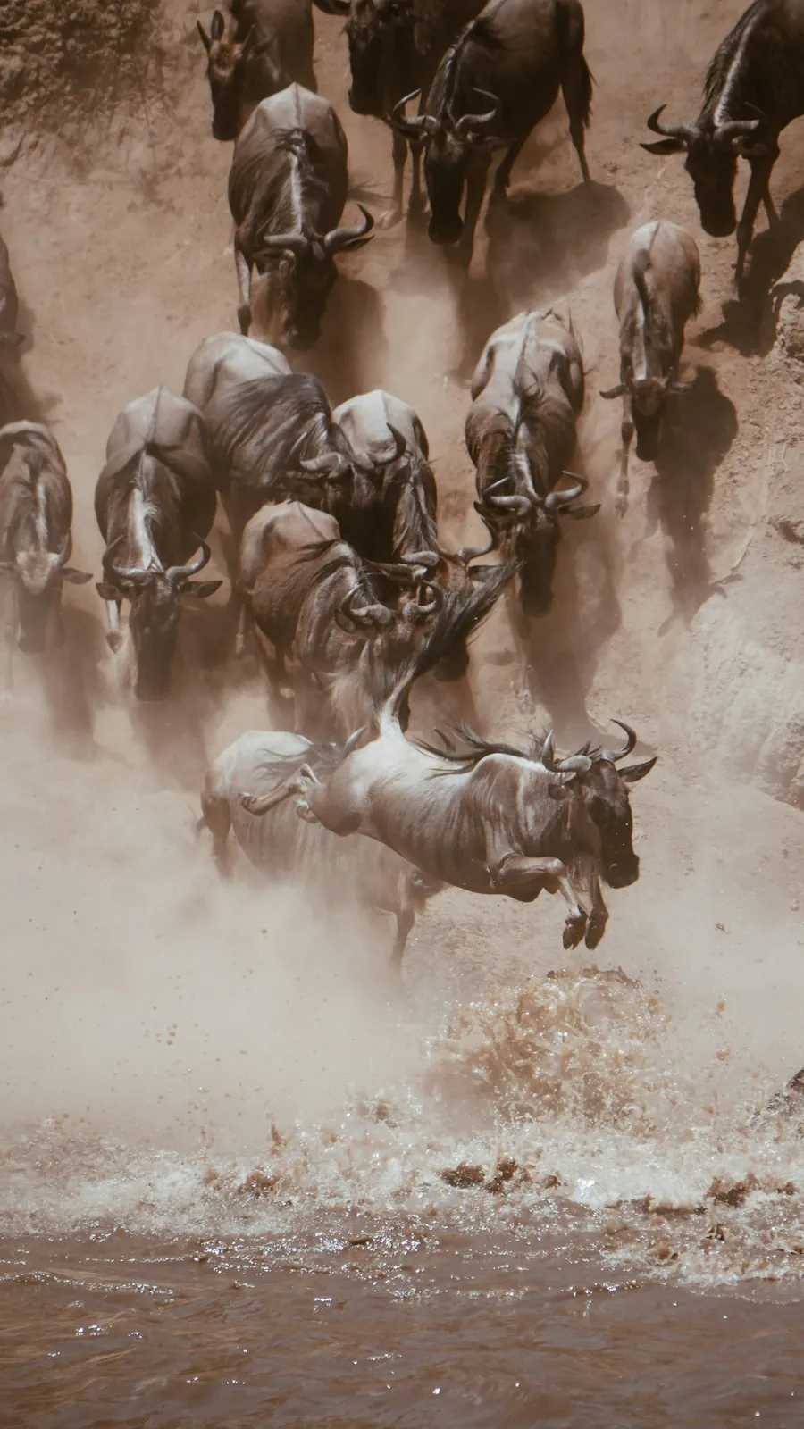 Wildebeest charging down a dusty bank, one leaping clear as it hits the water