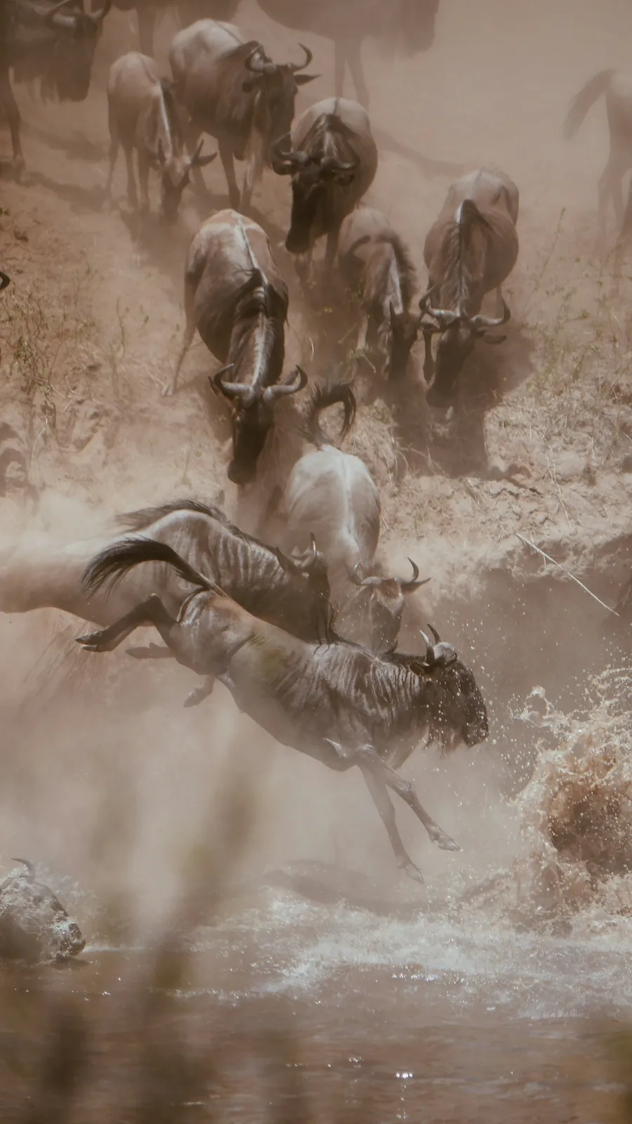 A wildebeest kicking off a steep bank into a river through dust and spray, with more following behind
