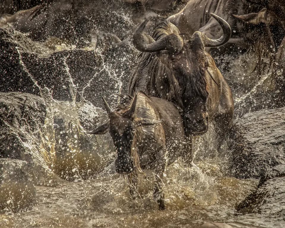 Wildebeest splashing through a river crossing, spray flying around them