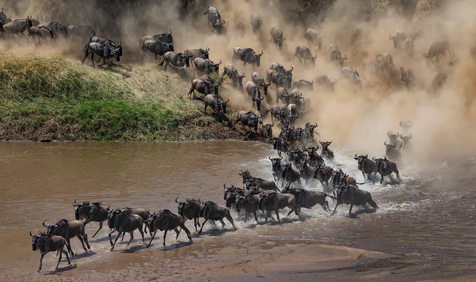 A long line of wildebeest pouring down a dusty bank and across a river