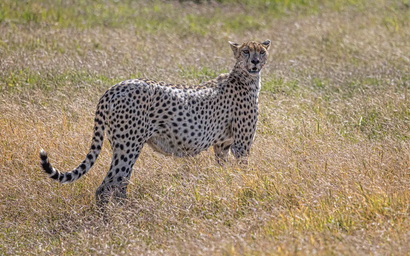 A cheetah standing in dry grass, looking towards the camera