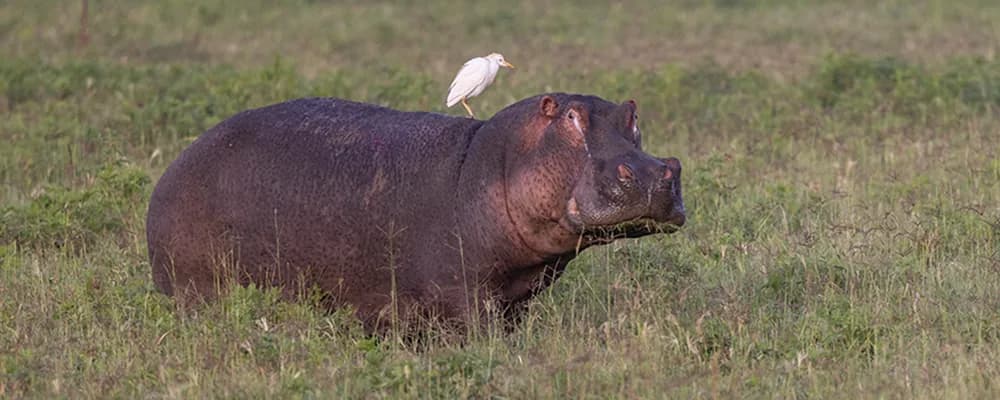 A hippo out of the water on green grass, with a cattle egret on its back