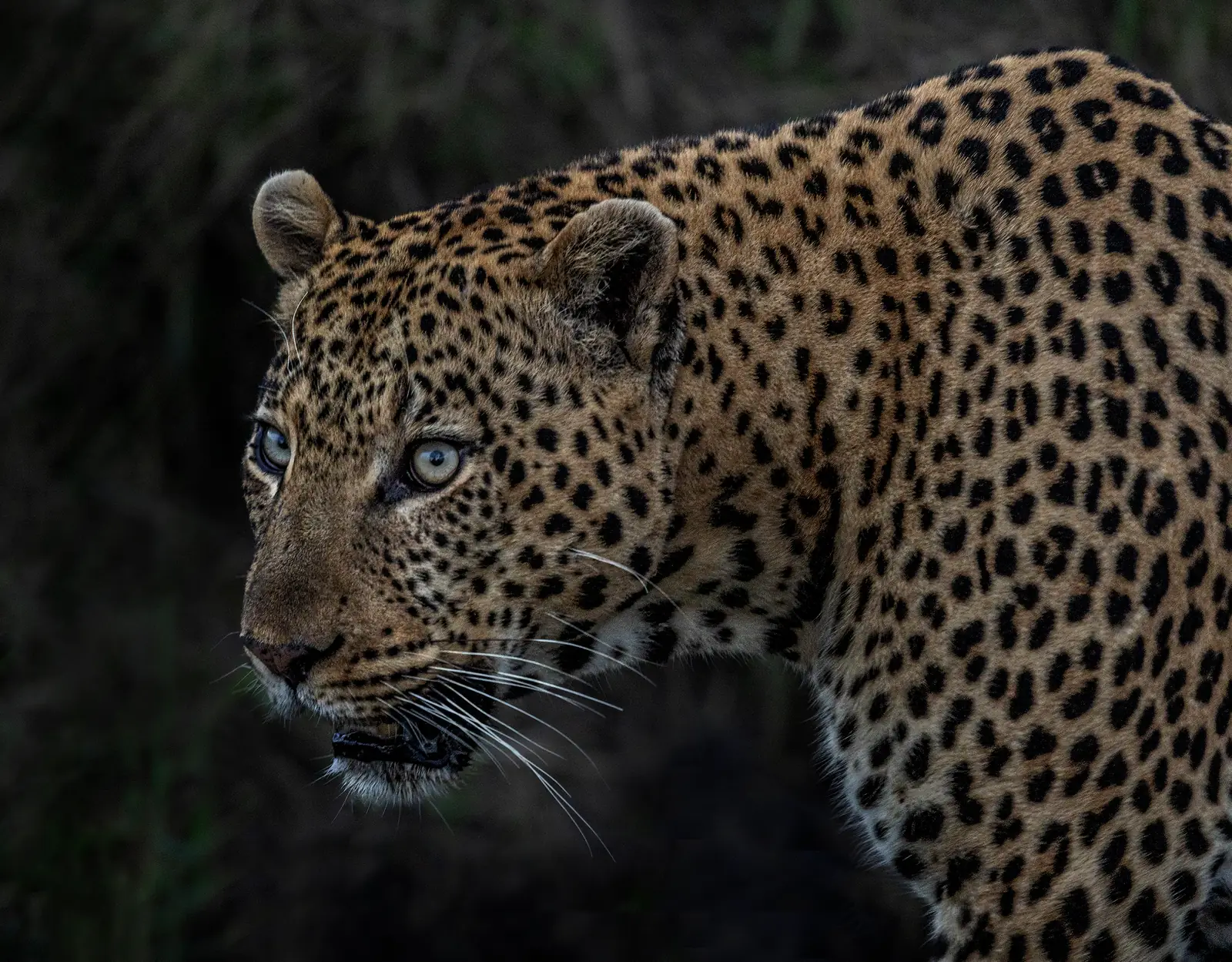 Close portrait of a leopard with pale eyes, against a dark background