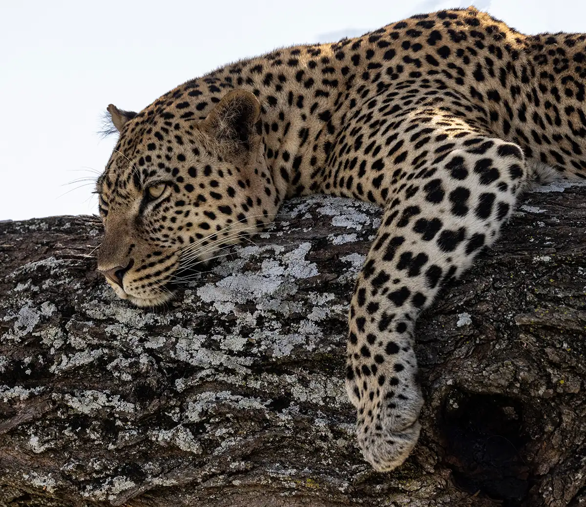 A leopard resting its chin on a lichen-covered branch