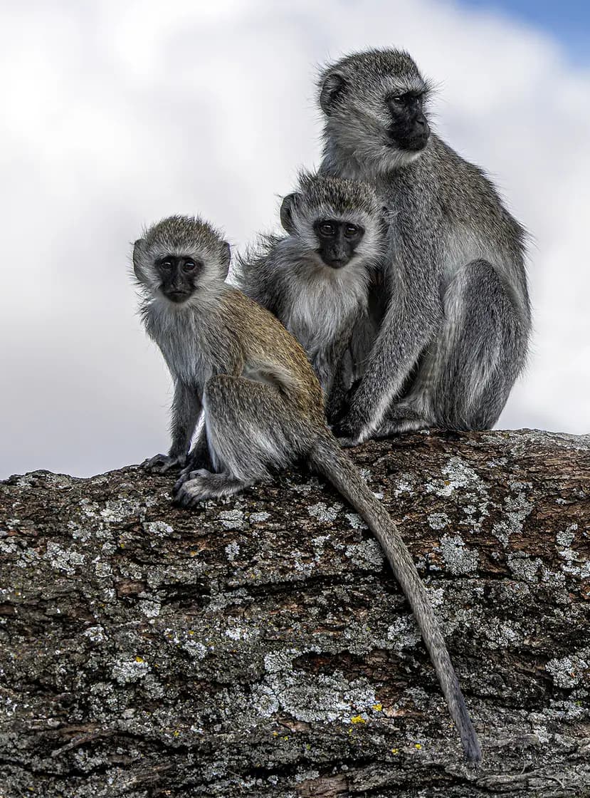 Three vervet monkeys, two young and an adult, sitting together on a lichen-covered log