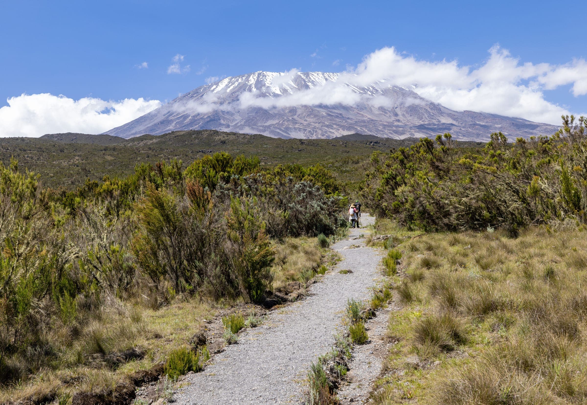 A gravel trail through heath and moorland, with Kilimanjaro's snow-capped peak behind