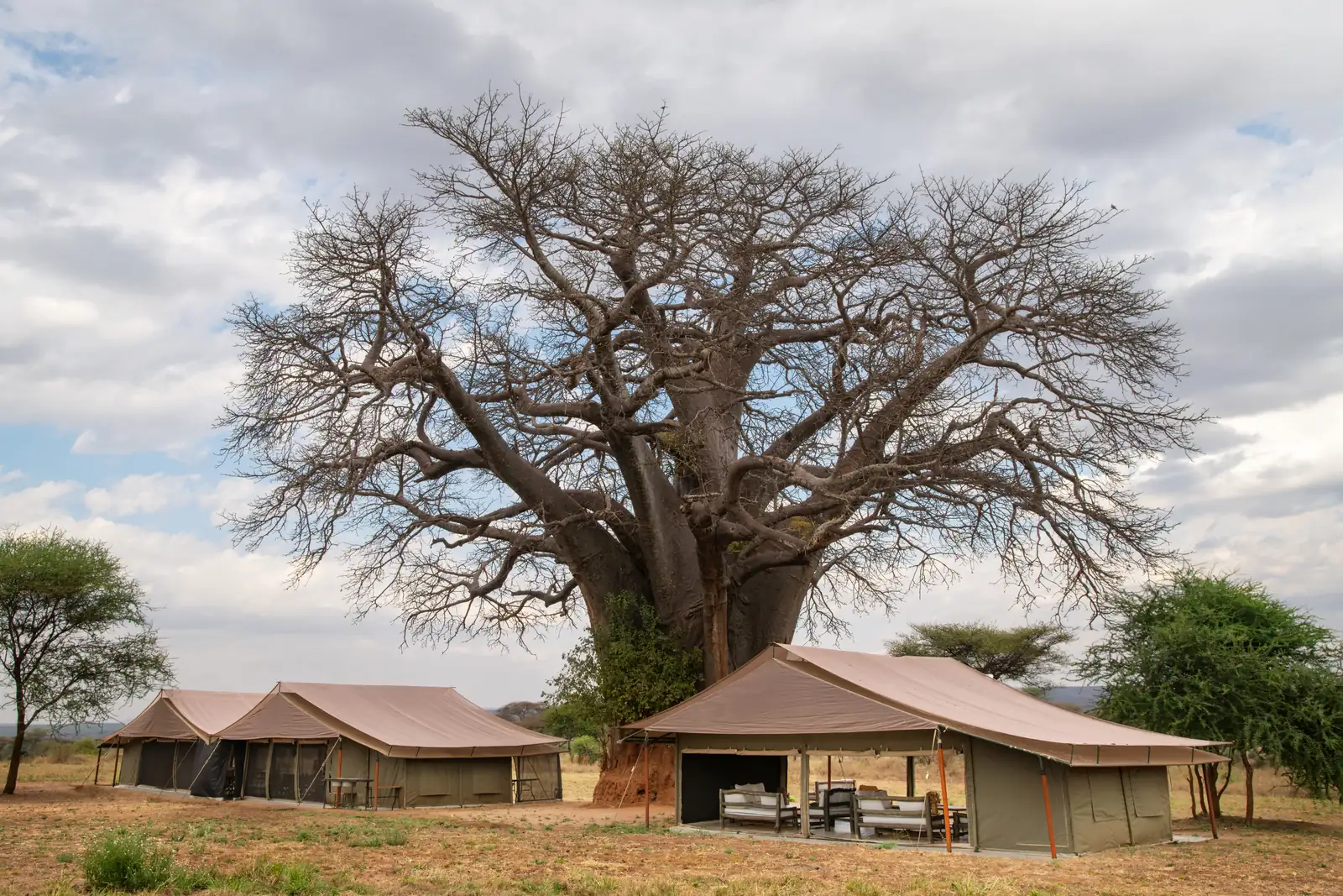 The camp's tents beneath a huge baobab