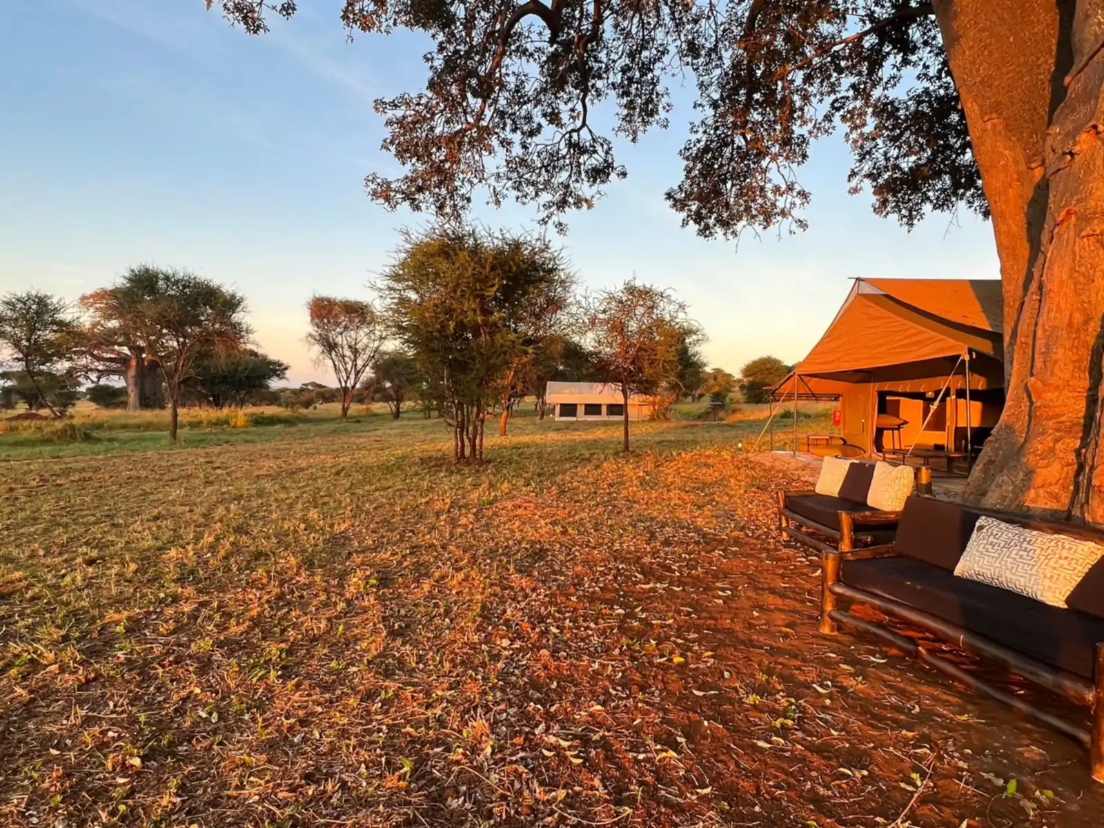 Sofas under a baobab in the low sun, with tents beyond