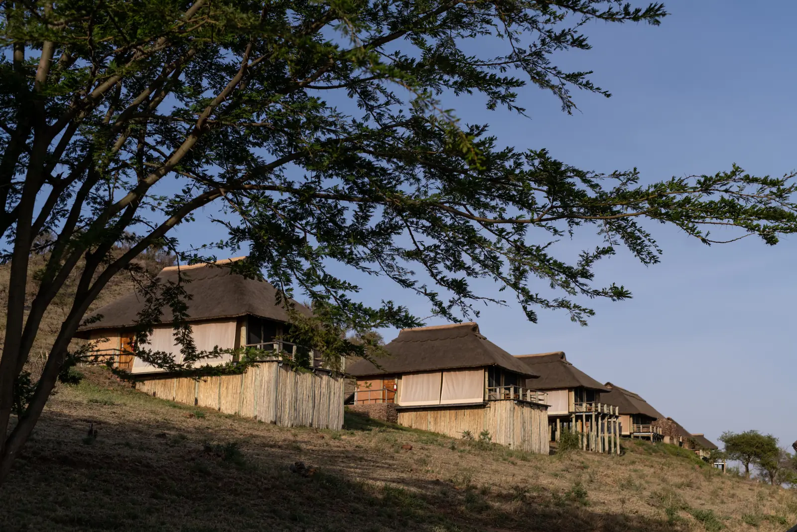 Thatched guest rooms along a hillside under an acacia tree