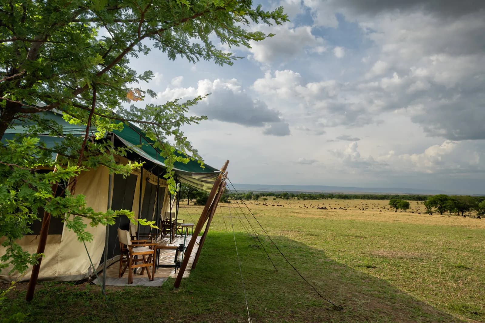 A guest tent under an acacia tree, looking out over the open plains