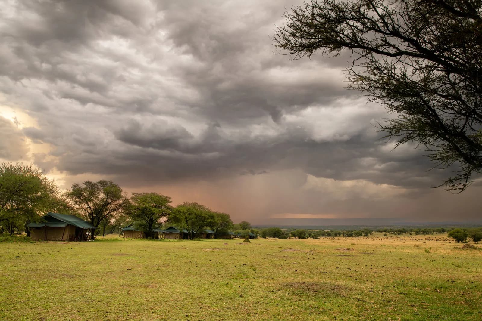 Tents among trees on the plains under heavy clouds
