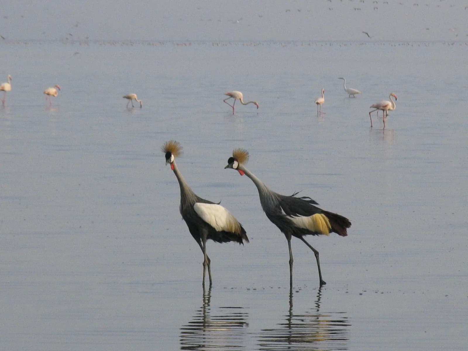 Two grey crowned cranes wading in the shallows, with flamingos behind them