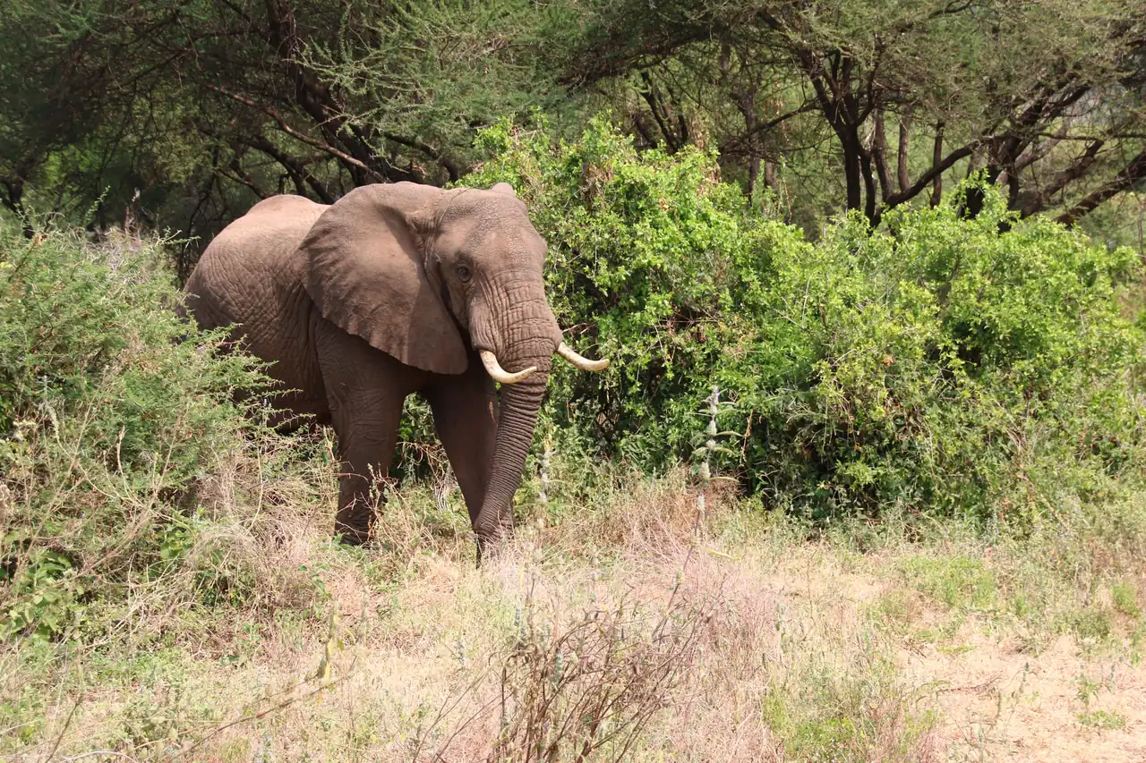 An elephant with tusks stepping out of green bush beneath acacia trees