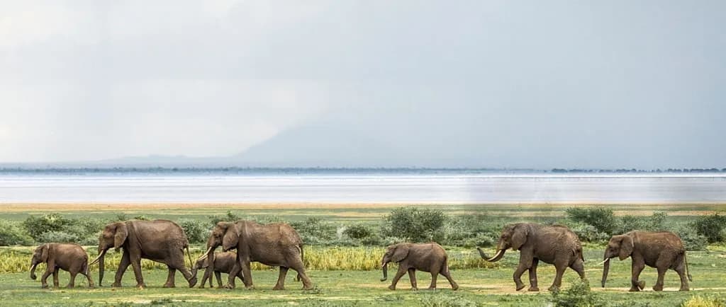 Elephant herd walking along the Lake Manyara shore under a passing rain shower