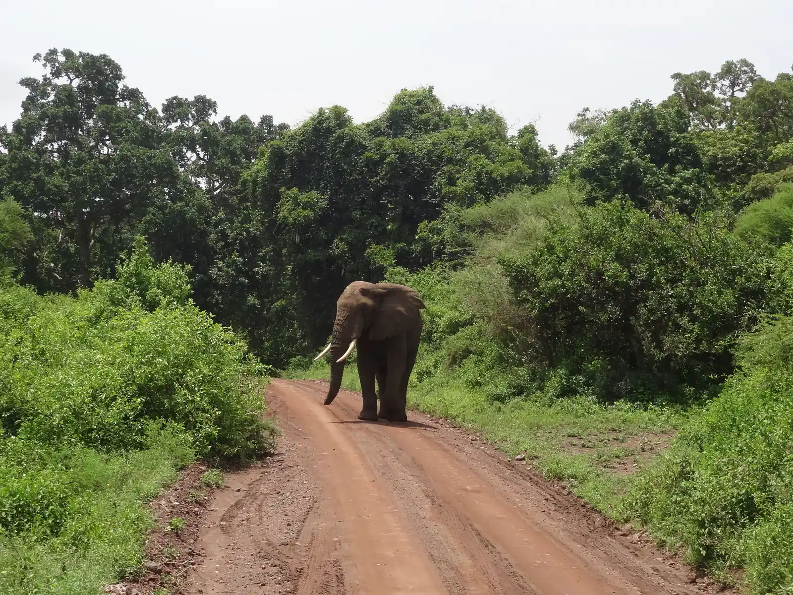 Elephant on a red dirt track through the Lake Manyara forest