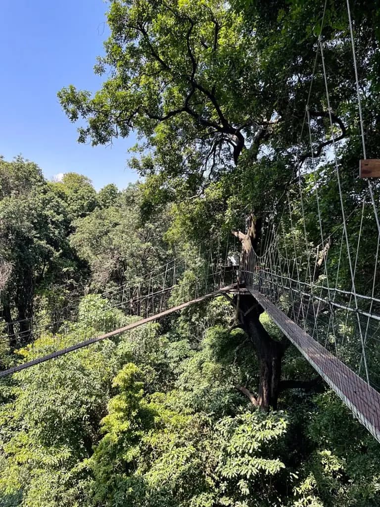 Treetop walkway in the Lake Manyara forest canopy