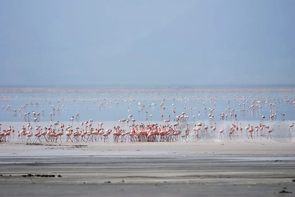 Flamingos feeding on the shallows of Lake Manyara