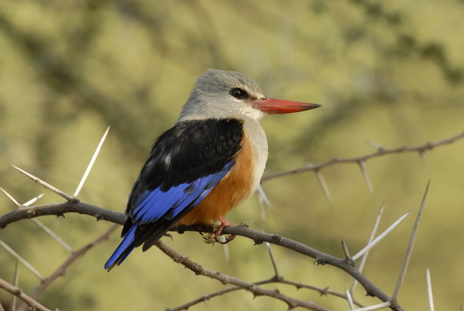 A grey-headed kingfisher perched on a thorny acacia branch