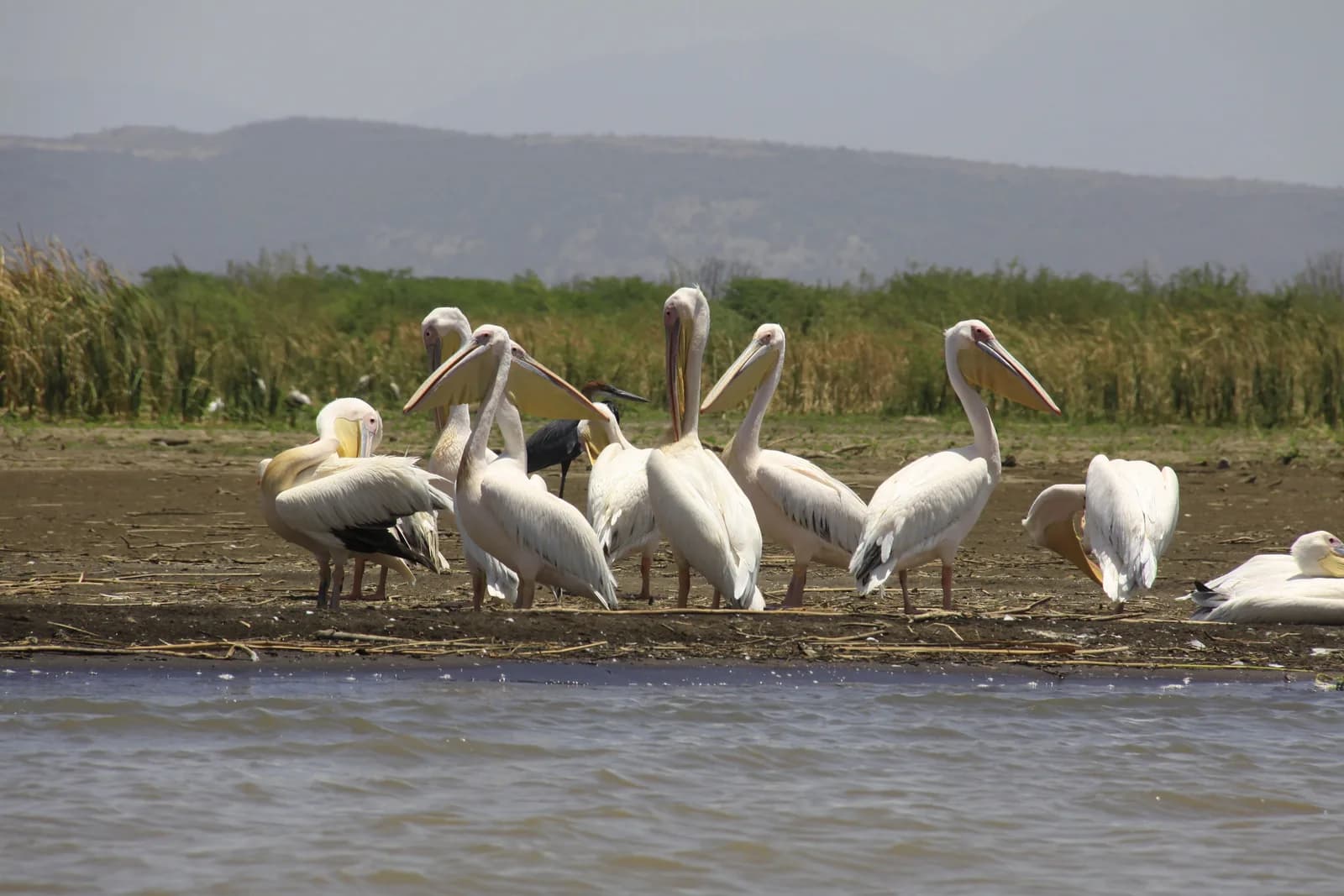 Great white pelicans gathered on a mudflat at the water's edge, hills hazy behind