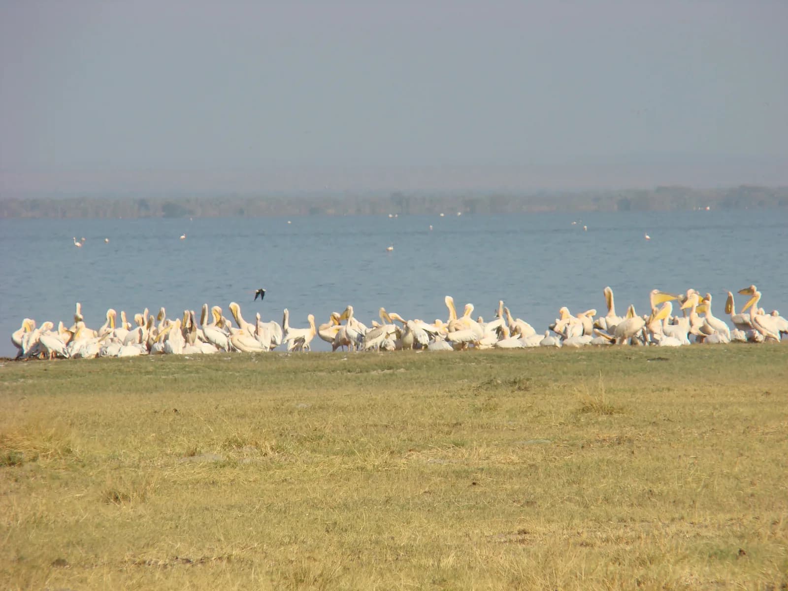 A long line of great white pelicans resting on the lake shore