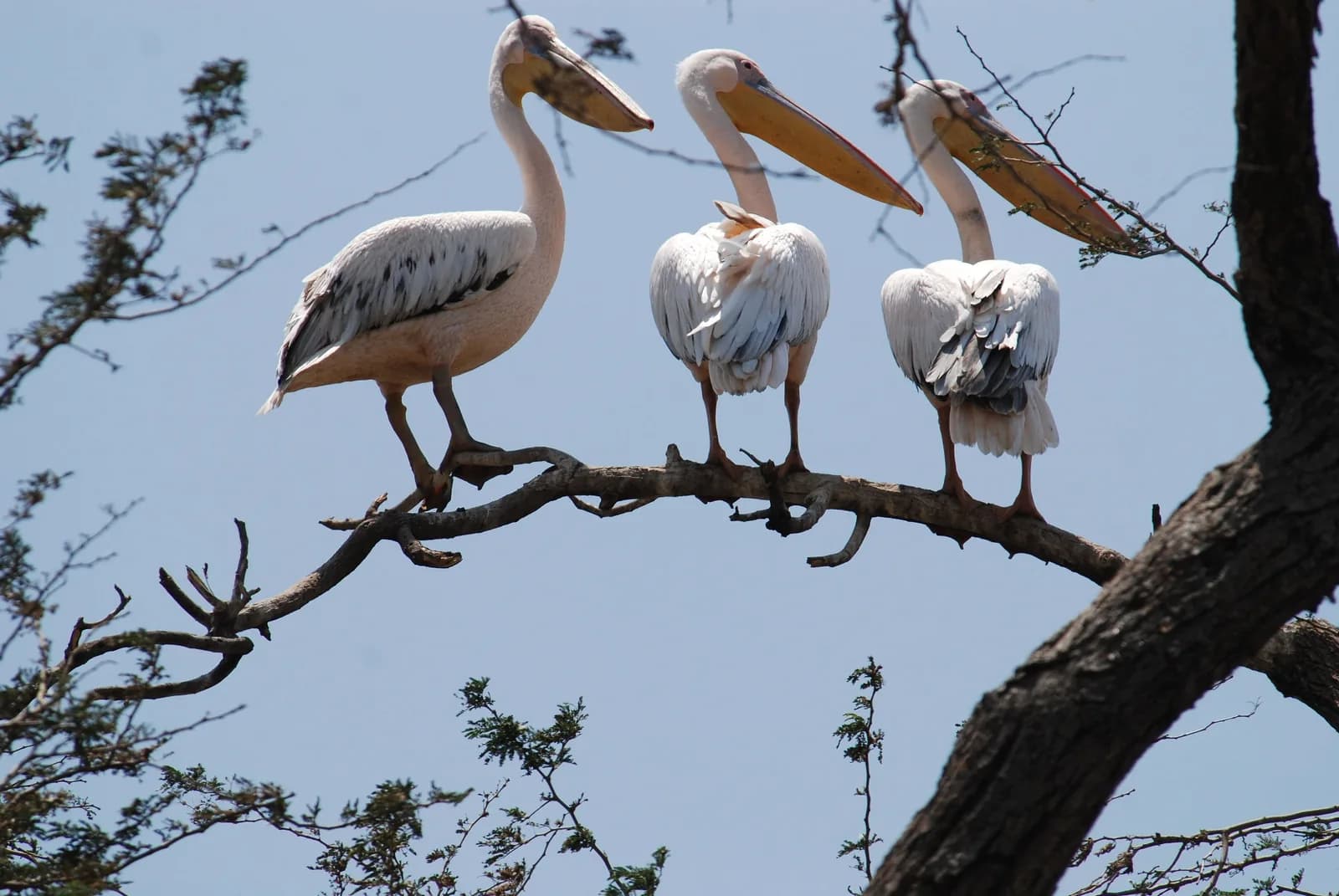 Three pelicans perched along a bare branch against a blue sky