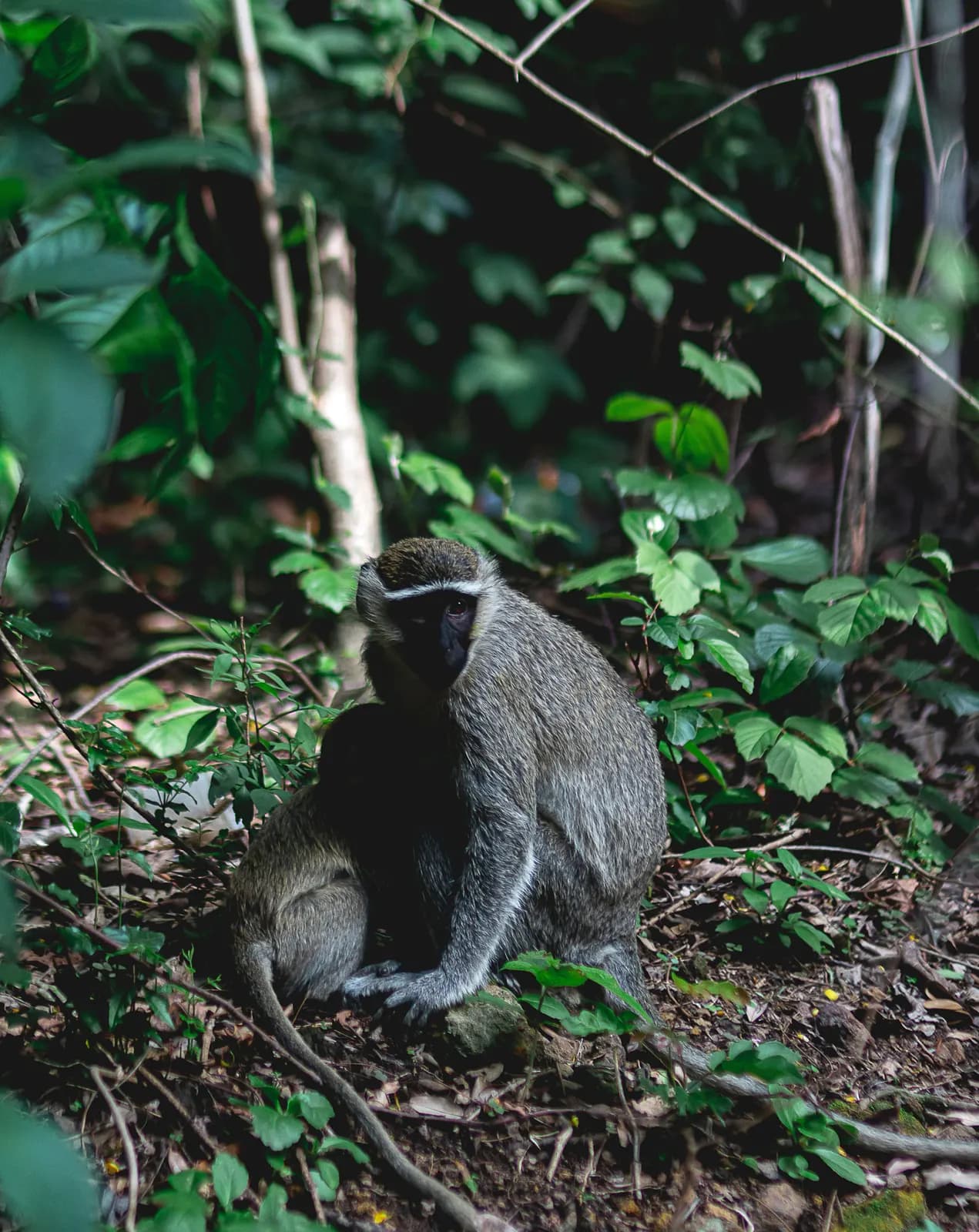A vervet monkey sitting on the forest floor among green undergrowth