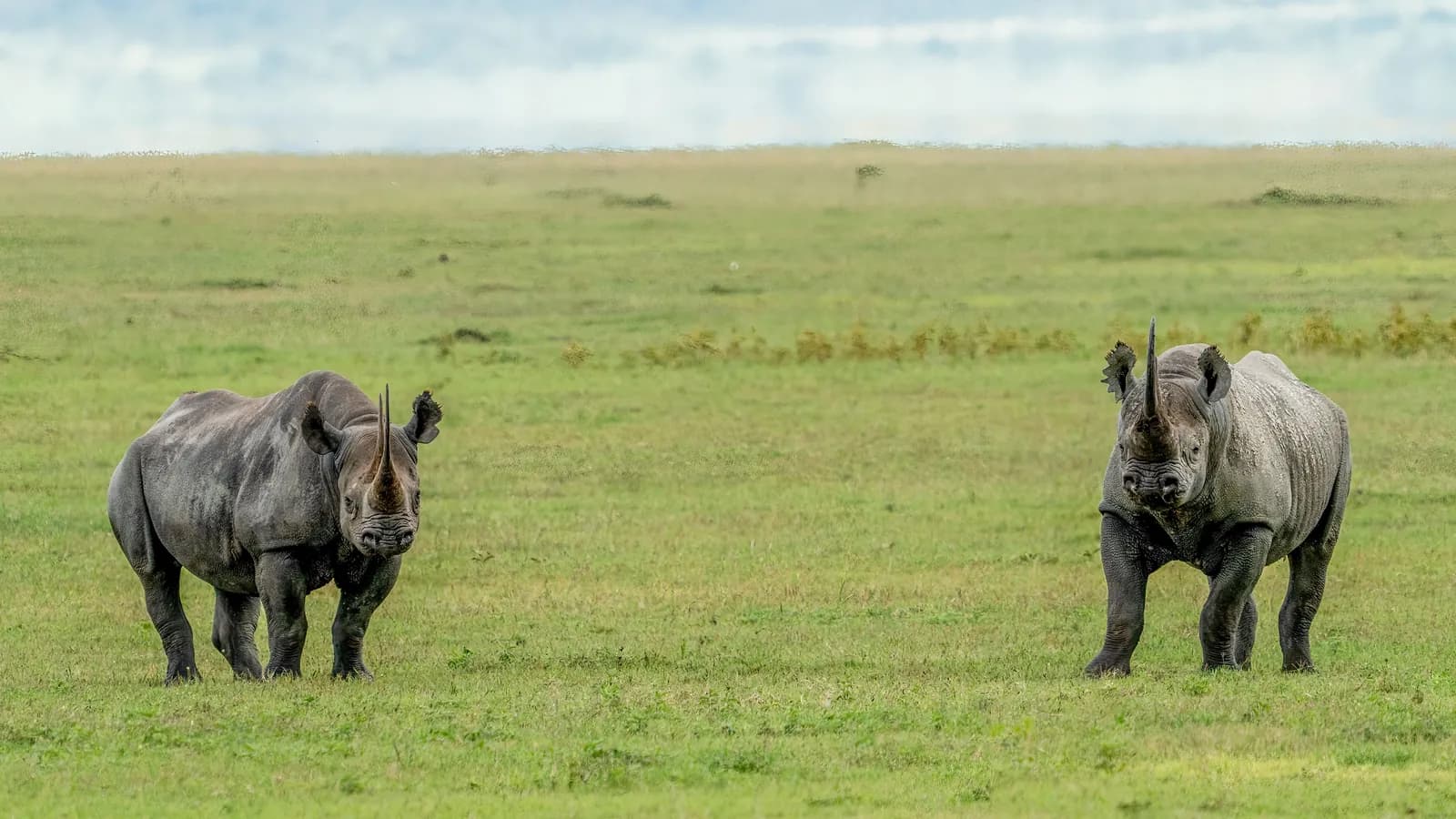 Two black rhinos standing on the open grass of the crater floor