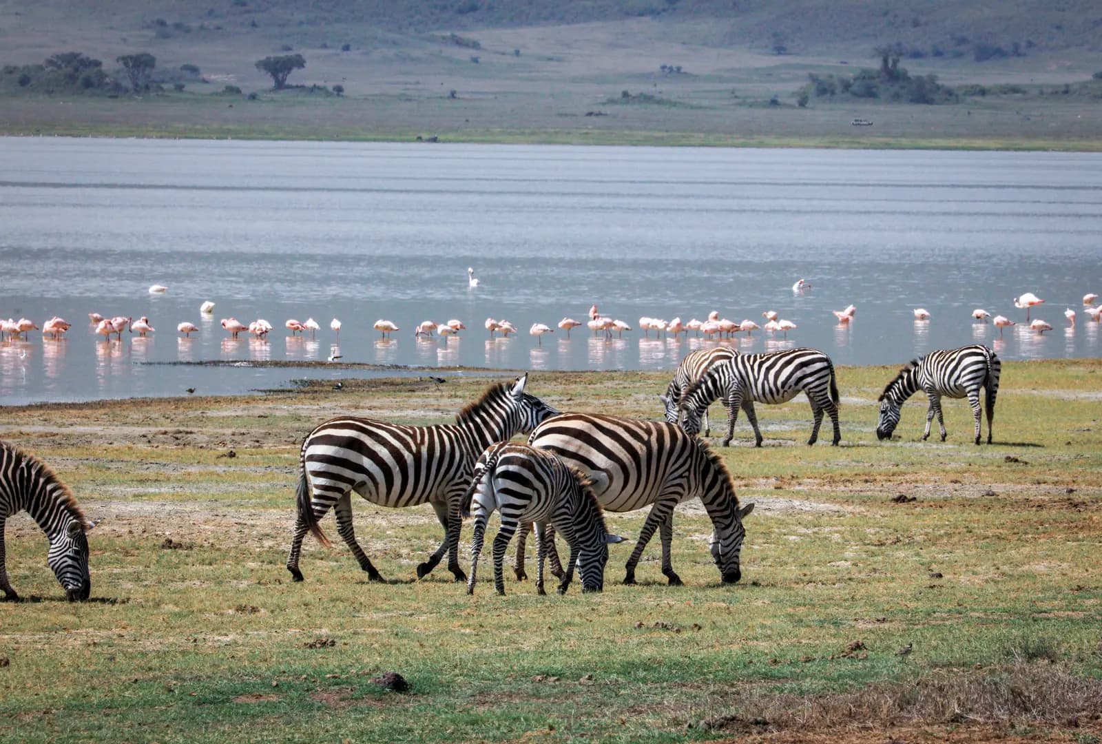 Zebras grazing on the shore of Lake Magadi, with lesser flamingos wading in the shallows behind