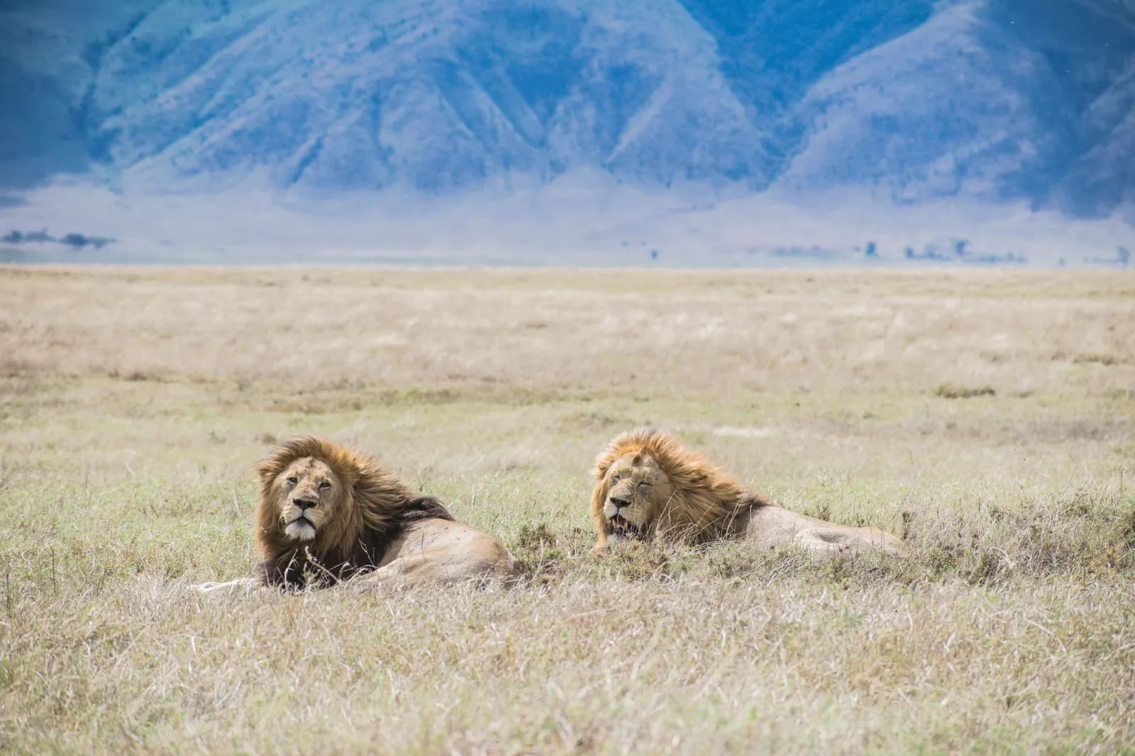 Two male lions lying in pale grass, with the steep crater wall rising behind them