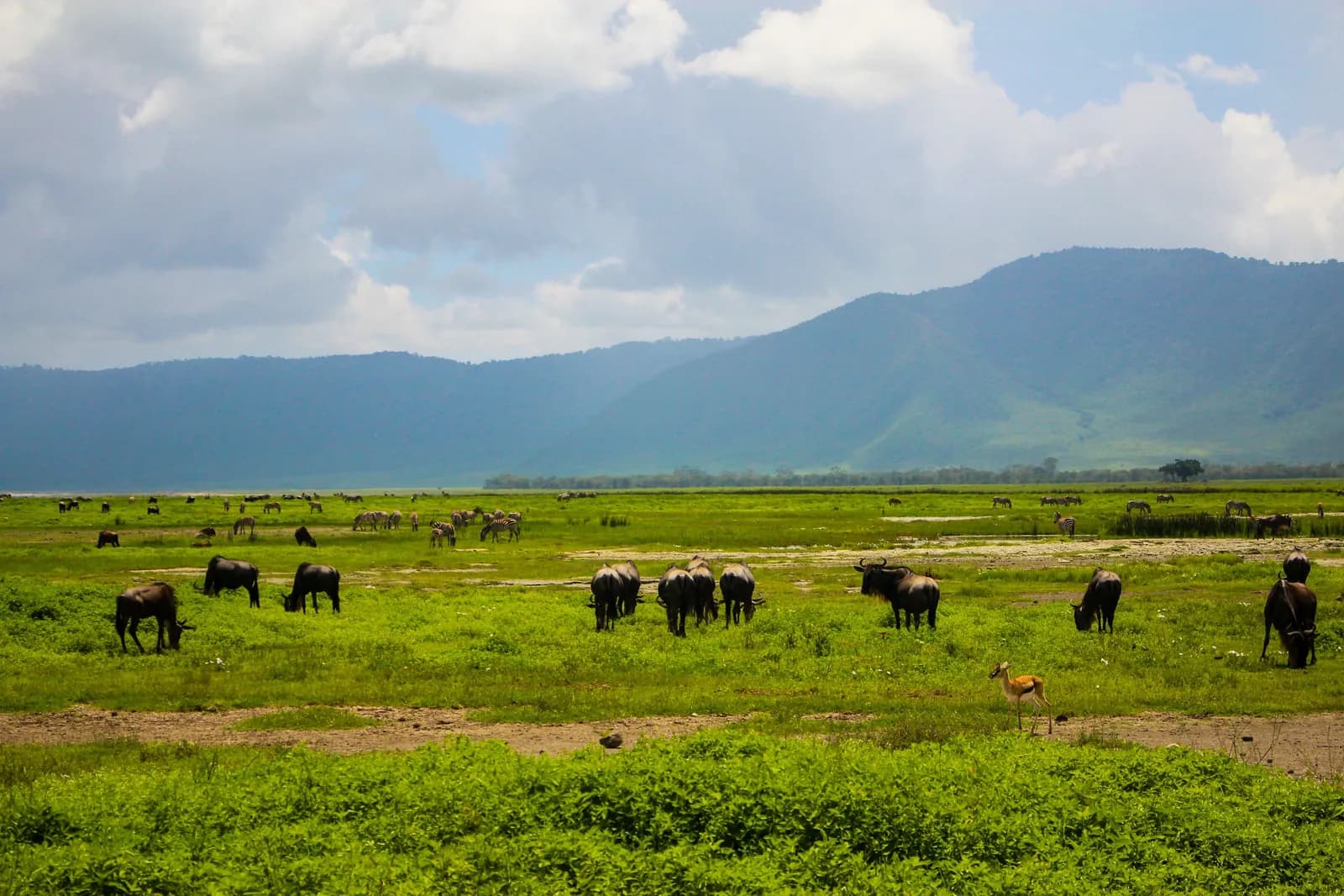 Wildebeest, zebras and a Thomson's gazelle grazing on green grassland below the forested crater wall