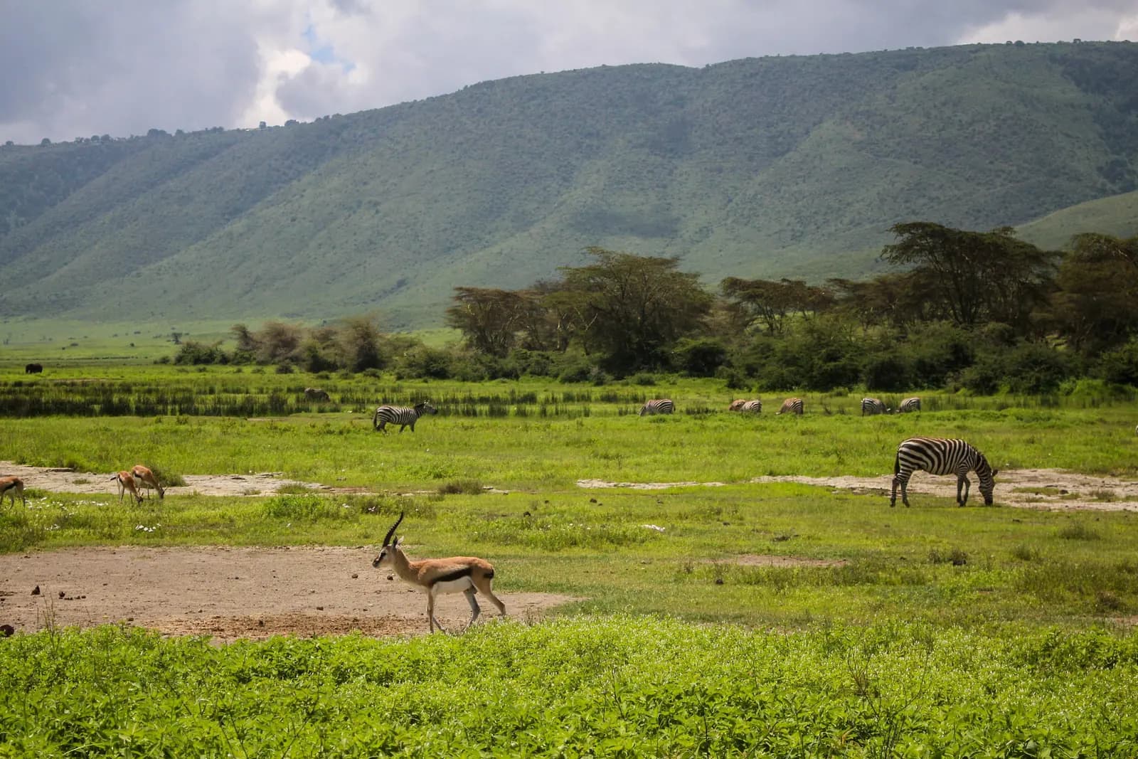A Thomson's gazelle walking across bare ground, with zebras and acacia trees beneath the crater wall
