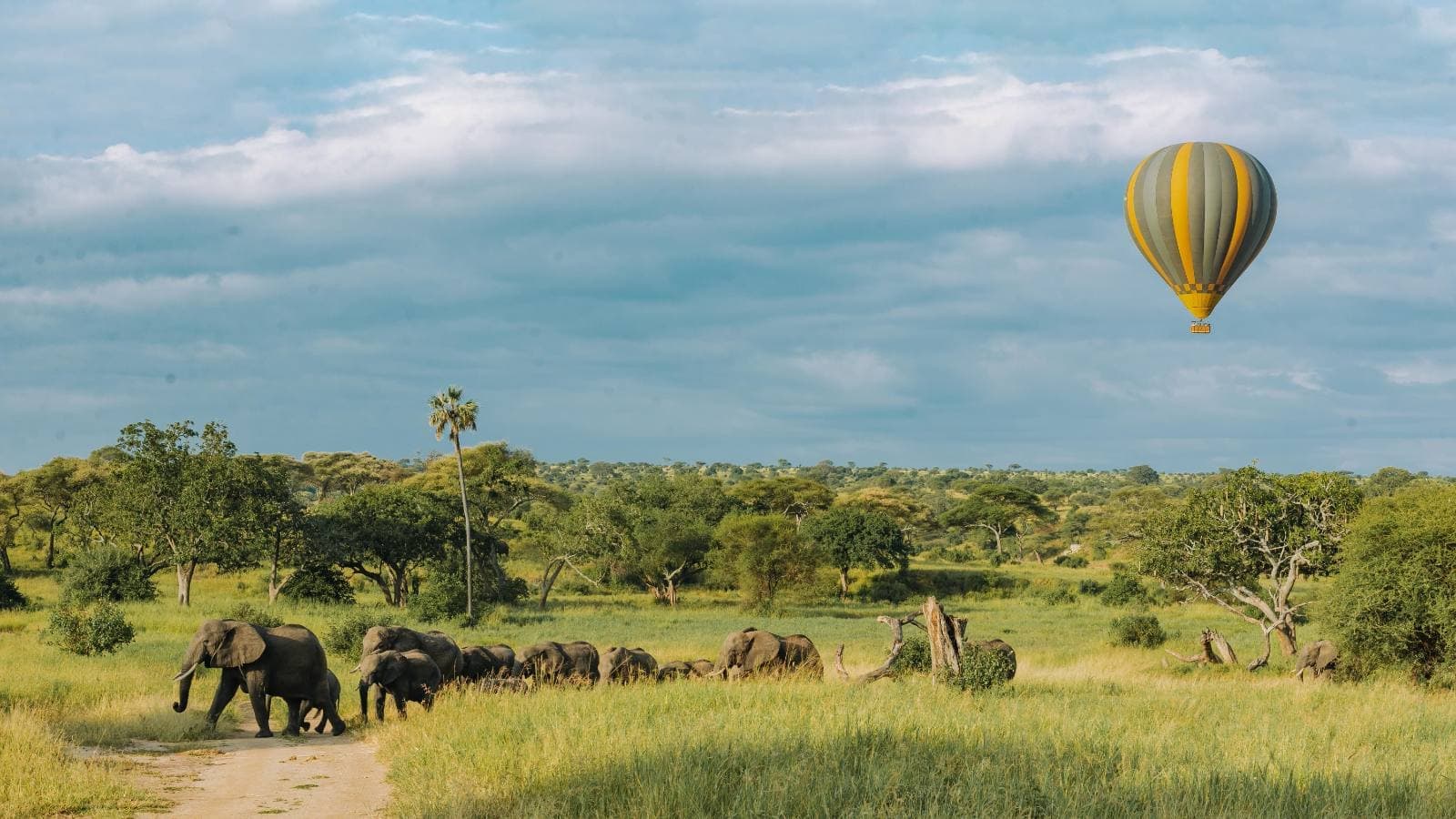 A herd of elephants crossing a track on green savannah, with a hot-air balloon in the sky above