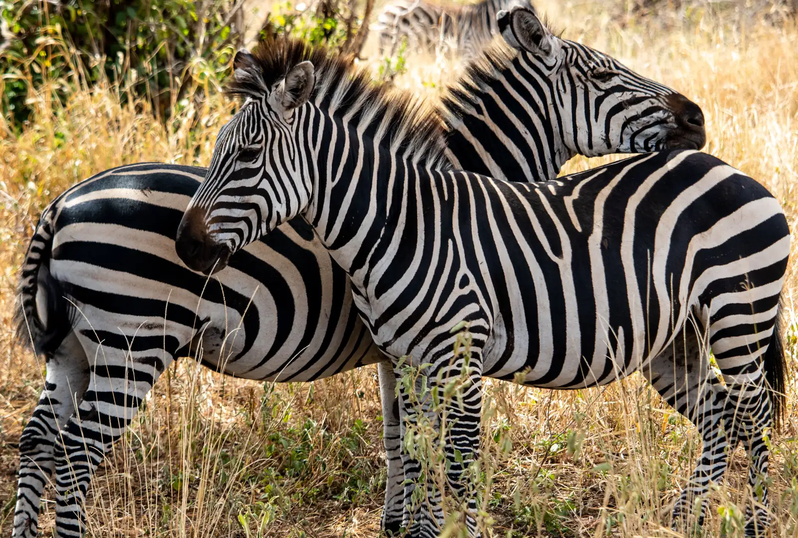Two zebras standing close together in dry golden grass, one resting its head on the other's back