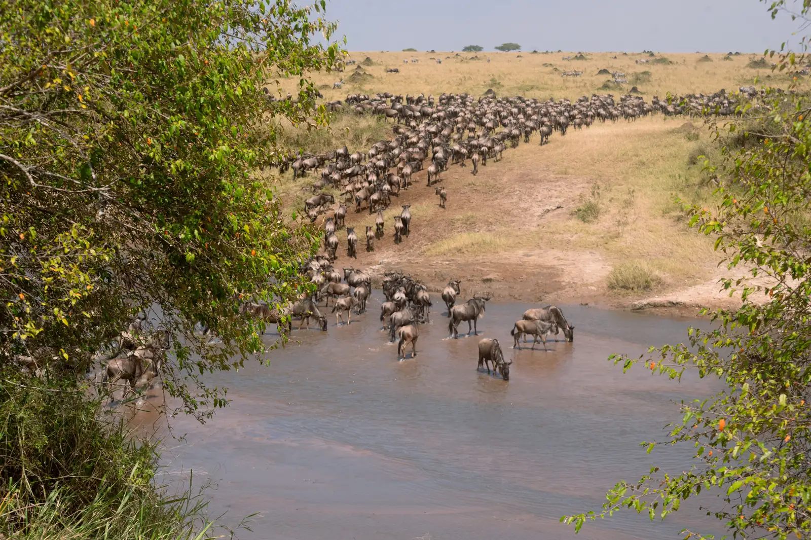 A long column of wildebeest filing down a bank to wade across a shallow river, with open plains behind