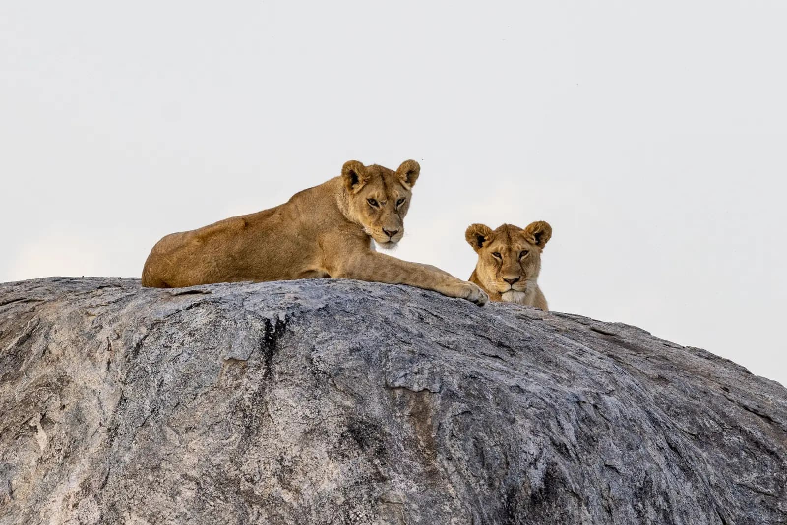 Two lionesses resting on top of a granite boulder, looking towards the camera