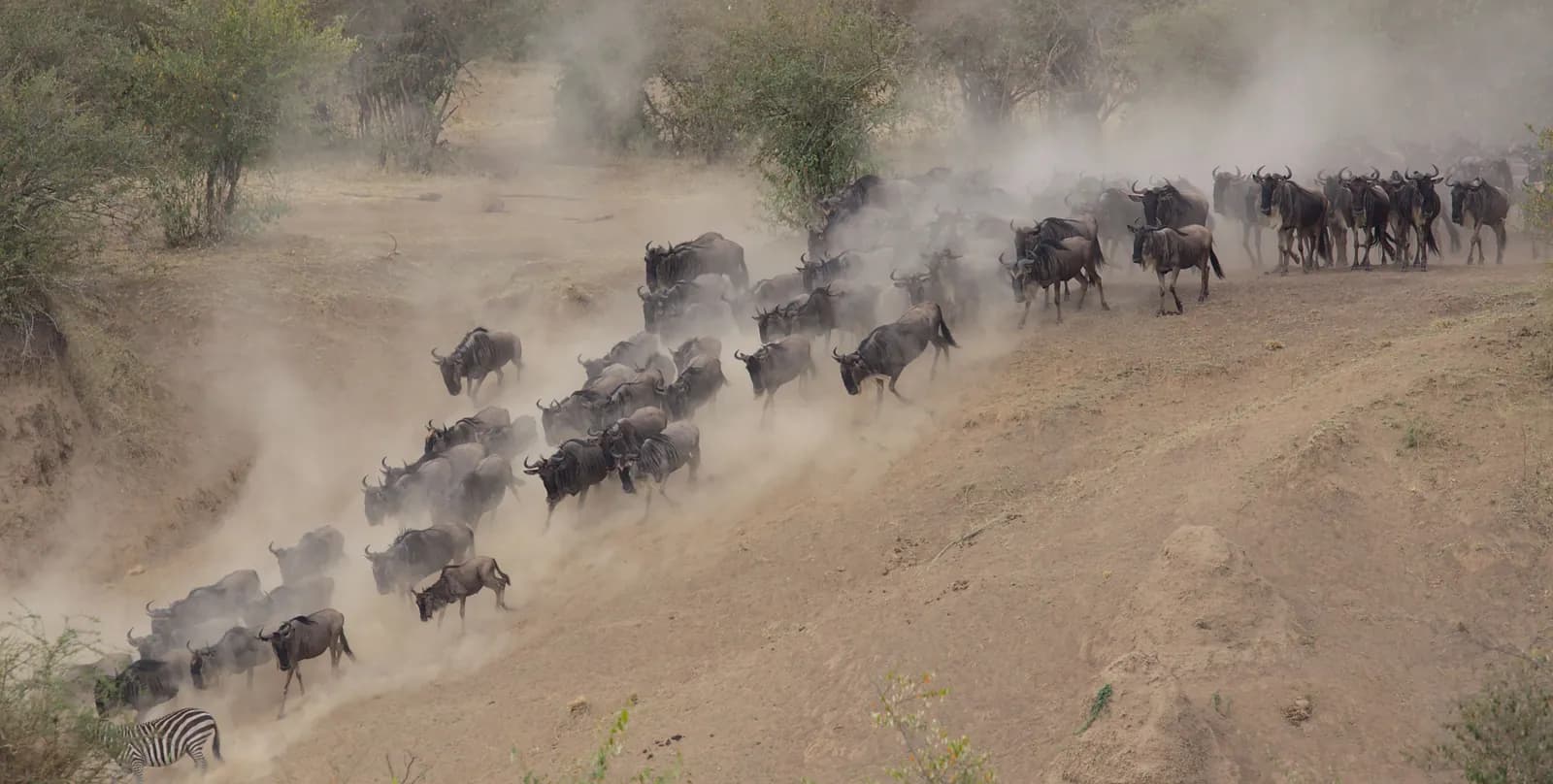Wildebeest running down a dusty slope in a long line, with a zebra at the front