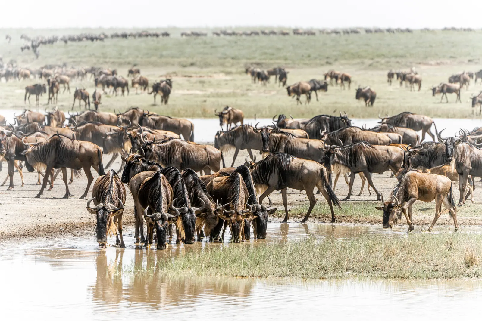 Wildebeest drinking from a shallow pool, with more of the herd spread across the green plains behind