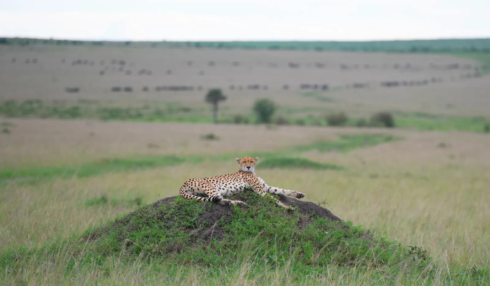 A cheetah lying on a grassy termite mound, with lines of wildebeest across the plains behind
