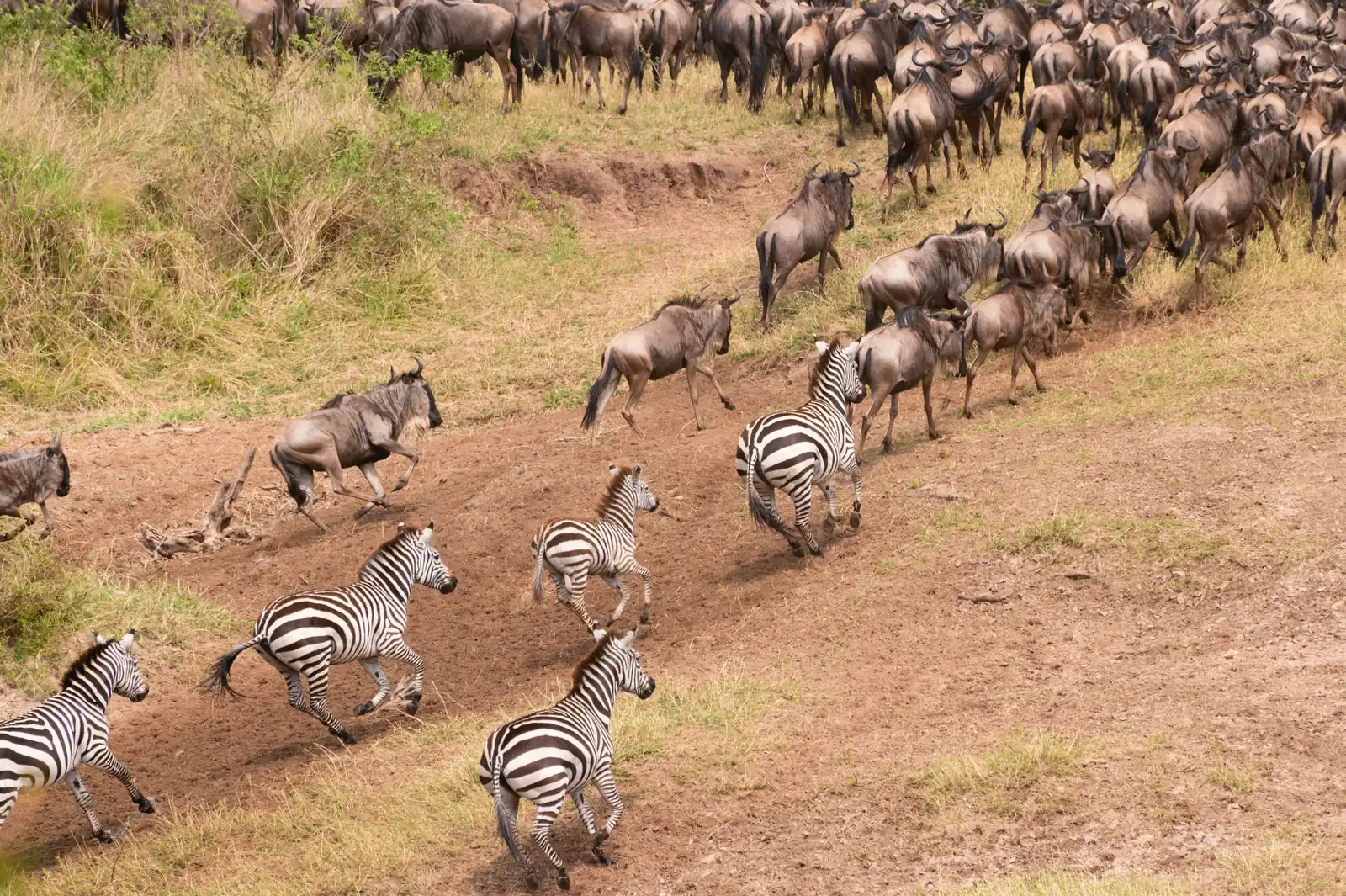 Zebras and wildebeest running up a dirt track to join a dense herd