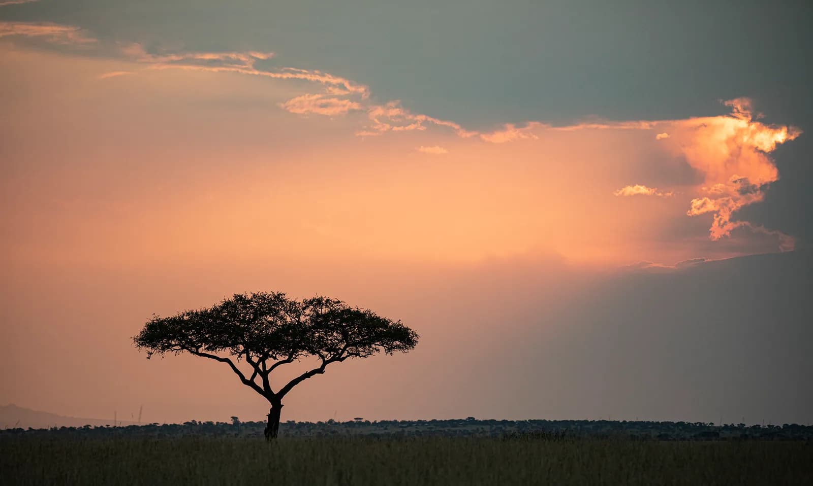 A lone acacia on the plains under a pink sunset sky