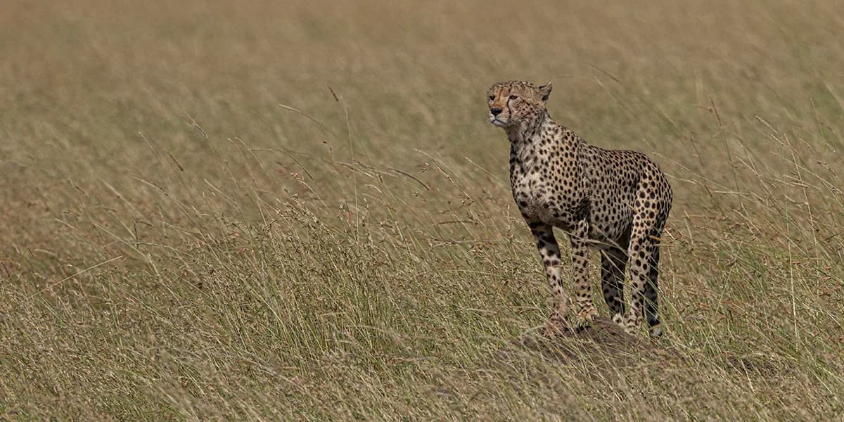 A cheetah standing alert in tall dry grass