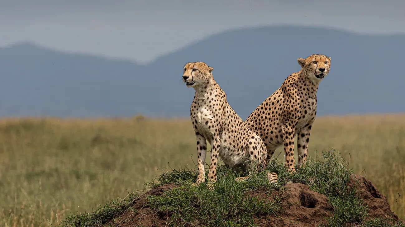Two cheetahs sitting on a grassy termite mound, with hills behind