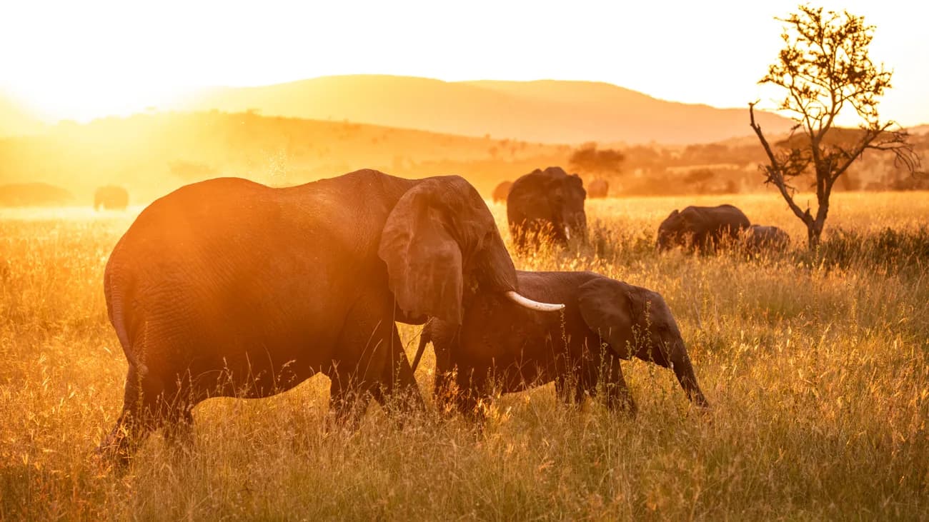 An elephant and her calf in golden grass in low sunlight, with more of the herd behind