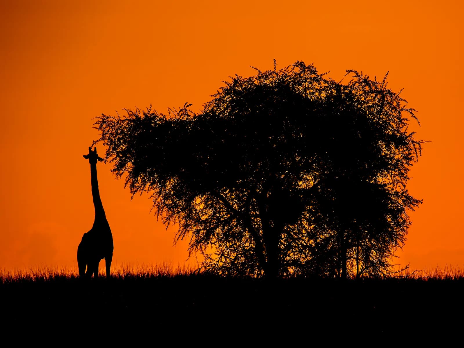 A giraffe silhouetted beside a flat-topped acacia against an orange sky