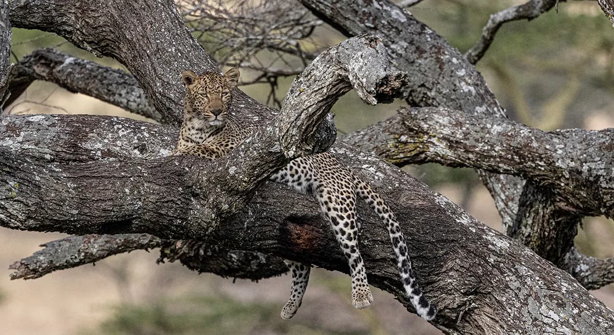 A leopard resting along the branches of a twisted tree