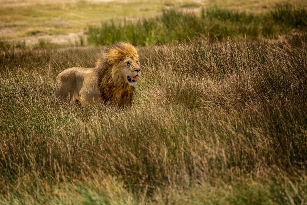A male lion lying in long golden grass