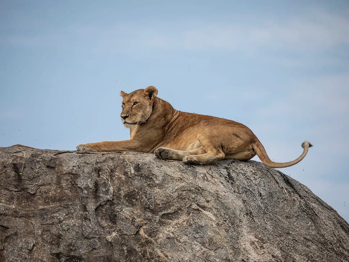 A lioness stretched out on a granite boulder under a blue sky