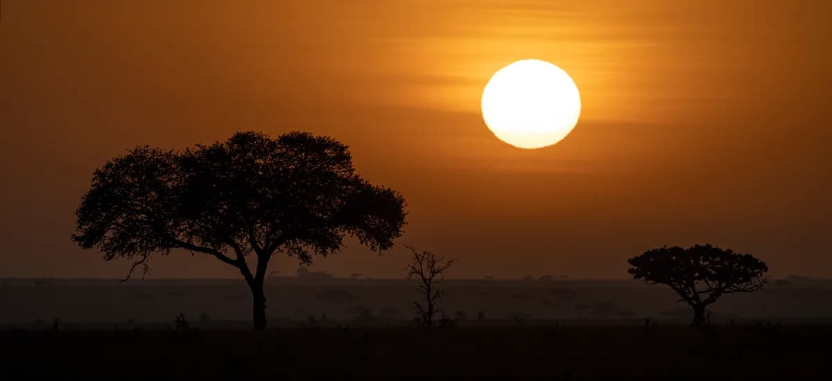The sun rising over the plains behind silhouetted acacia trees